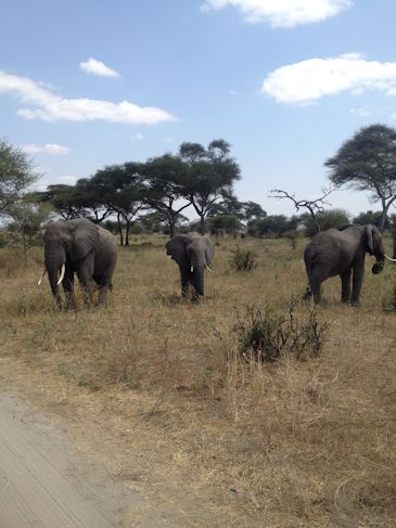 elefantsafari i tanzania