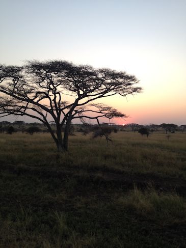 safari i nationalpark i tanzania